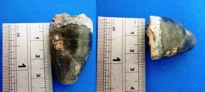 Crocodile Tooth (113)