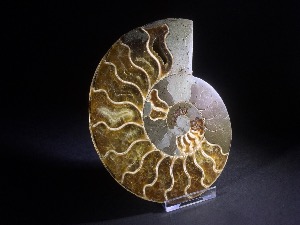 Molluscs - Ammonites