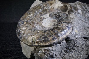 Hildoceras Ammonite, from Whitby, Yorkshire, England (No.115)