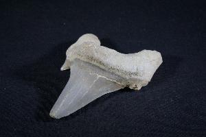 Otodus obliques Lamna Shark Tooth, from Khouibga, Nr Oued Zem, Morocco (No.18)