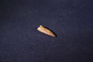 Pterosaur Tooth, from Kem Kem Formation, South East Morocco (No.263)