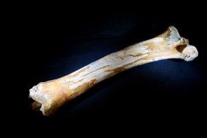 Woolly Rhino Radius (Forearm) Bone, from North Sea Area, Ice Age  (No.27) 