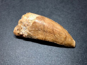 Carcharodontosaurus Tooth, from Morocco (No.6)