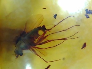 Amber - Baltic 1 Insect (Specimen no. AMB243)