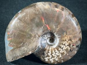 Cleoniceras Ammonite, from Madagascar (REF:CLEO2)