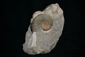 Harpoceras Ammonite Group, from Dorset, England, UK (REF:HAG1)
