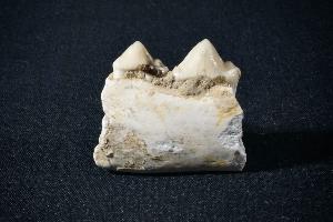 Ictitherium Tooth & Jaw, from Gansu Province, China (REF:ITJ1)