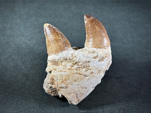 Mosasaur Tooth & Partial Jaw, from Morocco (REF:MOSPJ7)