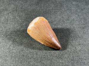 Mosasaurus Tooth, from Morocco (REF:MOST12)