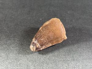 Mosasaurus Tooth, from Morocco (REF:MOST19)