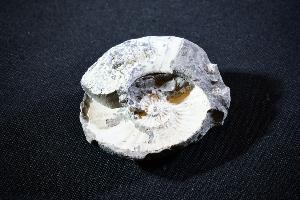 Partial Pleuroceras Ammonite, from Unterstürmig, Germany (REF:PAG4)