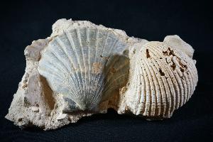 Pecten Benedictus Bivalve (REF:PBB2)