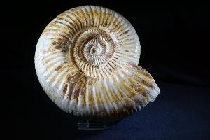 Polished Perisphinctes Ammonite, from Madagascar (REF:PERIS1)