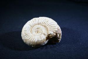 Perisphinctes Ammonite, from Madagascar (REF:PERIS5)