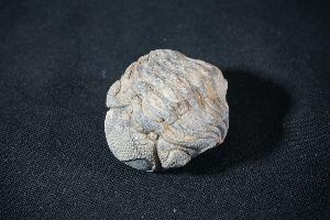 Enrolled Phacops Trilobite, from Morocco (REF:PTM10)