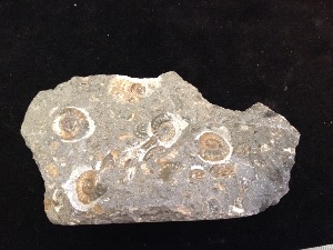 Promicroceras planicosta Ammonites - Dorset Jurassic Coast (No.20)