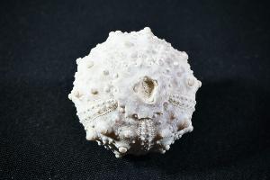 Goniopygus menardi Sea Urchin, from Talsint, Turoniense Formation, Morocco (REF:GSU4)