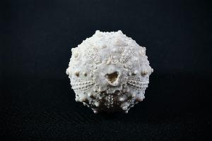 Goniopygus menardi Sea Urchin, from Talsint, Turoniense Formation, Morocco (REF:GSU7)