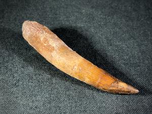 Spinosaurus Dinosaur Tooth with Root, from Morocco (REF:SPINODT4)