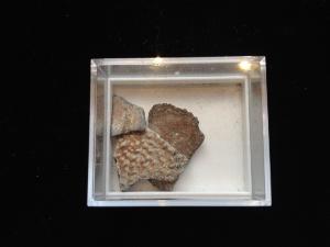 Dinosaur Egg Shell fragments (1)