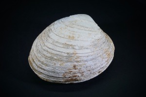 Mercenaria permagna bivalve fossil, from North Carolina, USA (No.118)