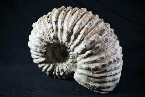 Douvilliceras Ammonite, from Madagascar (REF:137)