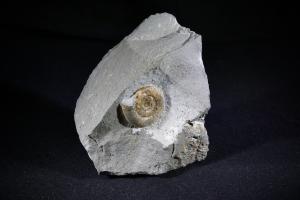 Promicroceras planicosta Ammonite, from Monmouth Beach, Lyme Regis, UK (No.158)