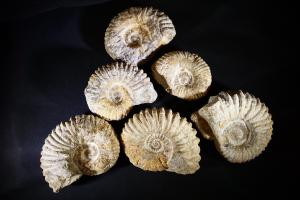 Acanthoceras 'Agadir' Ammonite, from Morocco (REF:AGA18)