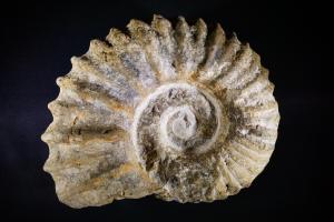 Acanthoceras 'Agadir' Ammonite, from Morocco (No.195)