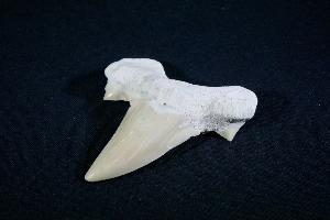 Otodus obliques Lamna Shark Tooth, from Khouibga, Nr Oued Zem, Morocco (No.22)