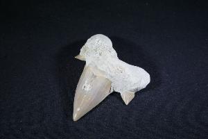 Otodus obliques Lamna Shark Tooth, from Khouibga, Nr Oued Zem, Morocco (No.33)