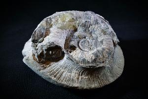 Pleuroceras spinatum Ammonite Cluster, from Unterstürmig, Germany (REF:40)