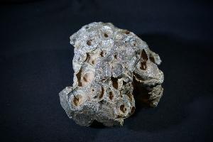 Fossil Coral Hexagonia, Western Sahara, Morocco (No.65)