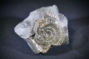 Dactylioceras Ammonite, from Whitby, Yorkshire, U.K. (No.731)