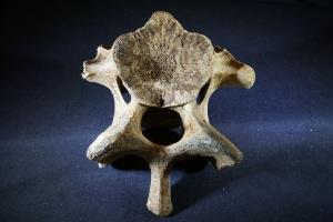 Woolly Rhino Vertebra Bone, from North Sea Area, Ice Age (No.915)