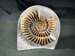 Arnioceras semicostatum Ammonite, from Dorset, Jurassic Coast, Monmouth Beach, Lyme Regis, UK (REF:ASA5)