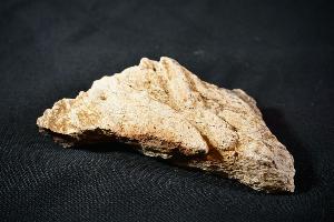 Camarasaurus Dinosaur Bone, from Morrison Formation, Muffat County, Colorado, U.S.A. (REF:CDB9)