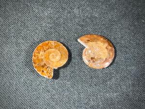 Cleoniceras Ammonite, from Madagascar (REF:CLEO5)