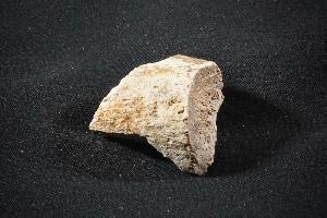 Edmontosaurus Bone, from Lance Creek Formation, Wyoming, U.S.A. (REF:EBH5)
