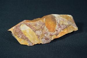 Glossopteris Fossil Leaf, from Australia (REF:GLOSS4)