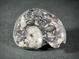 Goniatite, from Morocco (REF:GON2)