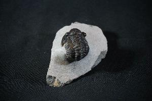 Gerastos Trilobite, from Hamar L'Aghdad Limestones, Djebel Issoumour area, Anti-Atlas Mountains, Morocco (REF:GTM2)