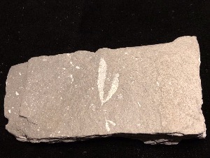 Graptolites