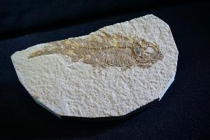 Knightia Fossil Fish, from Green River Formation, Wyoming, U.S.A. (REF:KF202)