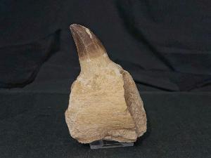 Mosasaurus Partial Jaw, from Morocco (REF:MPJ5)