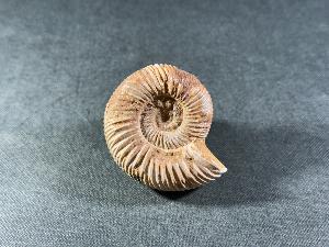 Perisphinctes Ammonite, from Madagascar (REF:PERIMAD8)