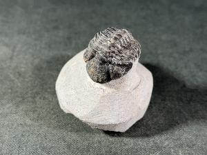 Reedops maurulas Trilobite, from Mount Atchana, Morocco (REF:RETRI3)