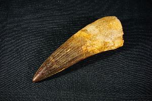 Spinosaurus Dinosaur Tooth, from Morocco (REF:SDT2)