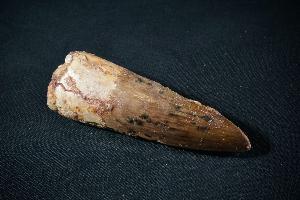 Spinosaurus Tooth, from Morocco (REF:SDT601)