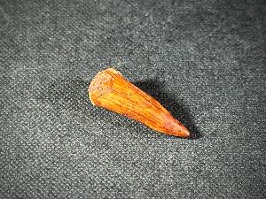 Spinosaurus Dinosaur Tooth, from Morocco (REF:SPINODT6)